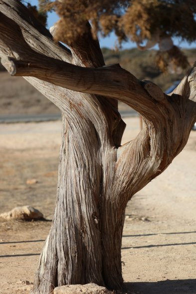 Famous tree in Cyprus