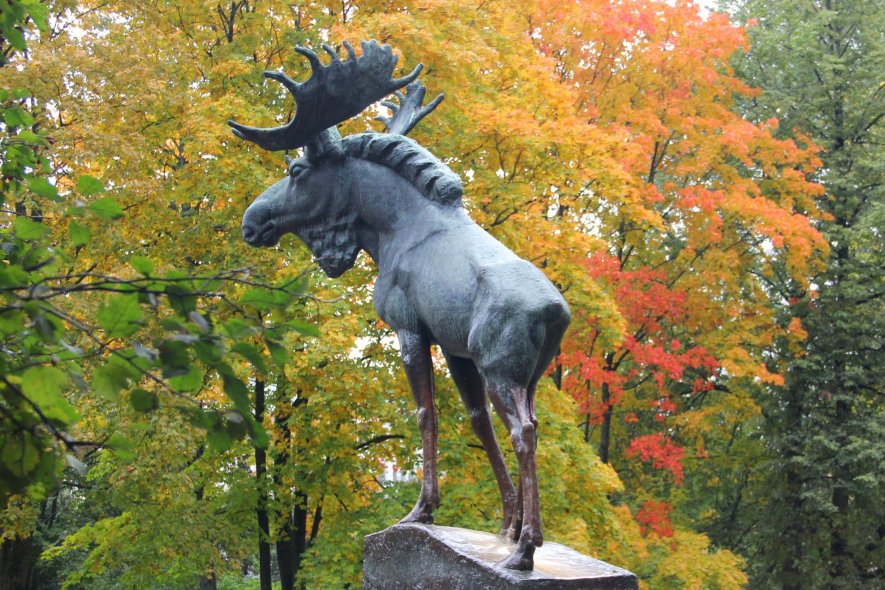 Выборгский Лось 