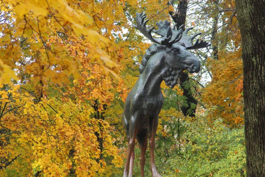 Выборгский Лось 