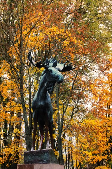 Выборгский Лось 