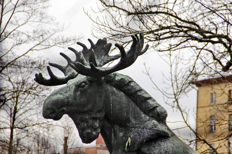 Выборгский Лось 