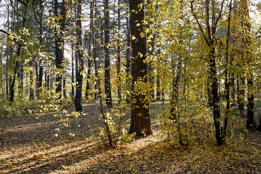Гилевский Парк 