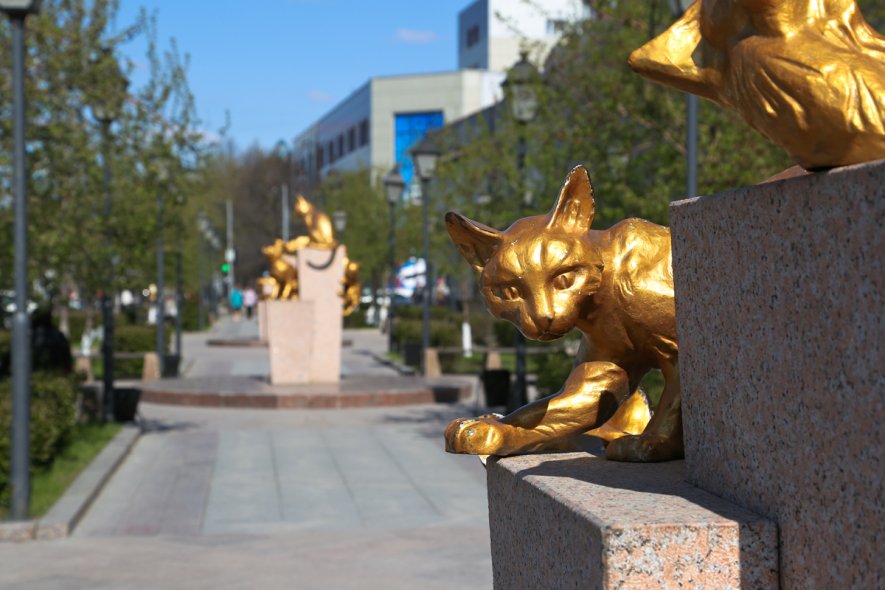 Сквер сибирских  кошек 