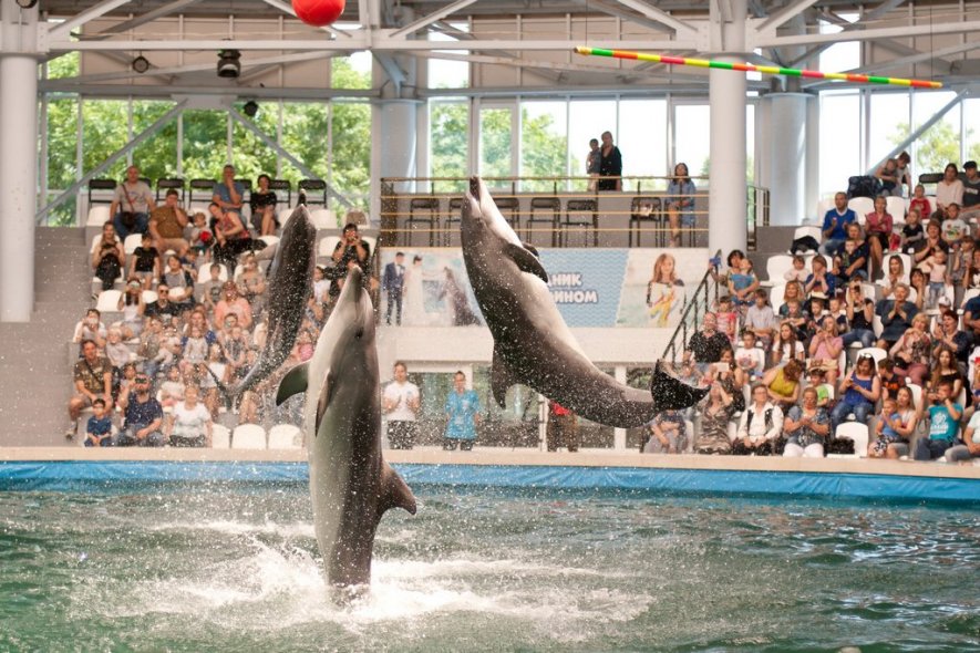 Дельфинарий