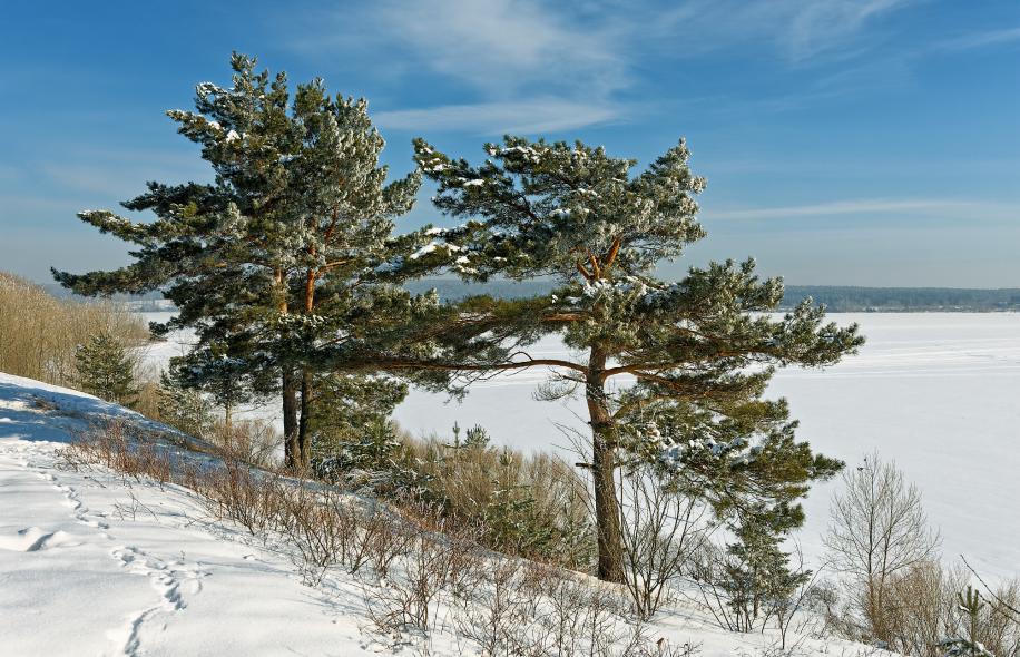 Городской парк Бердская коса