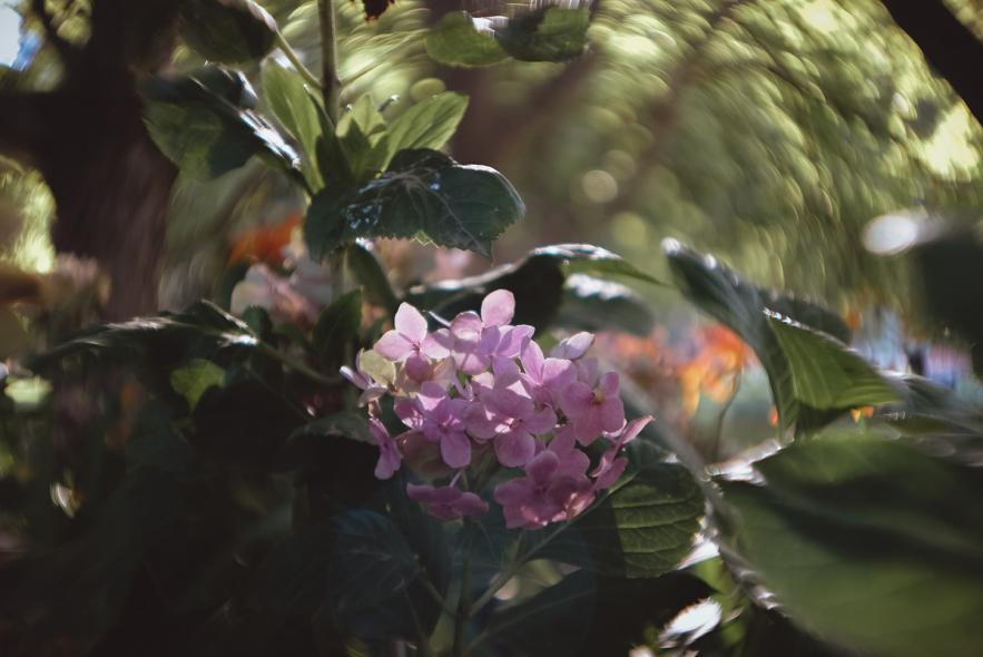 Сады Королевы Виктории (Queen Victoria Gardens)