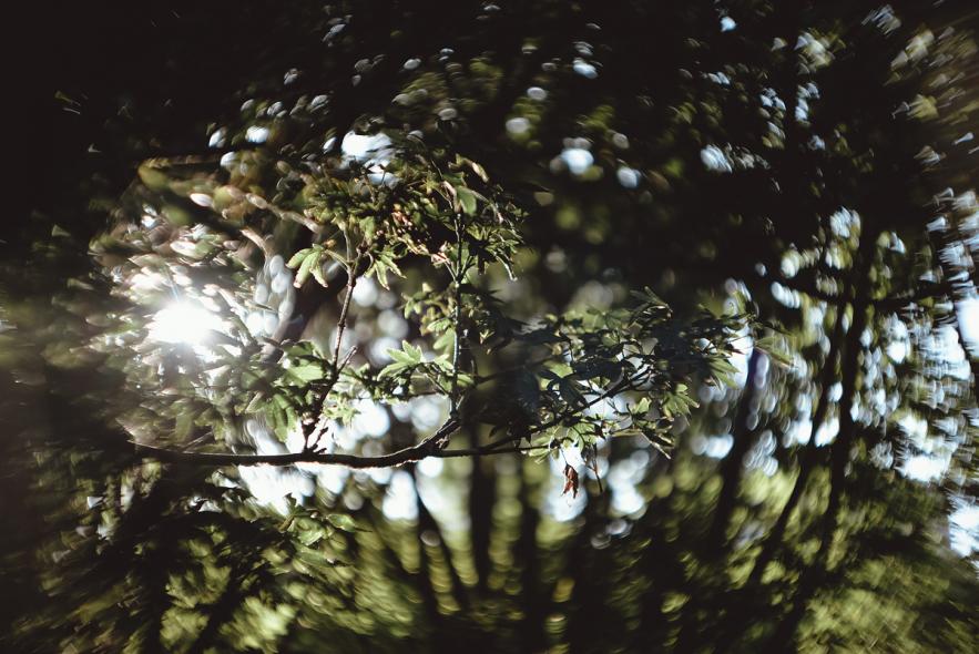 Сады Королевы Виктории (Queen Victoria Gardens)