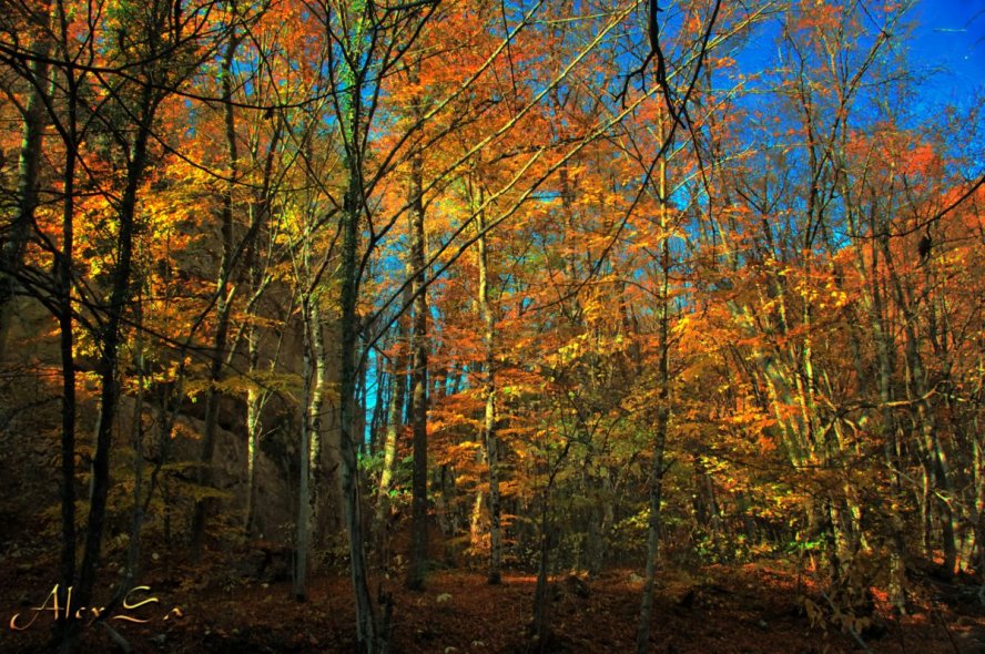 Осенний лес