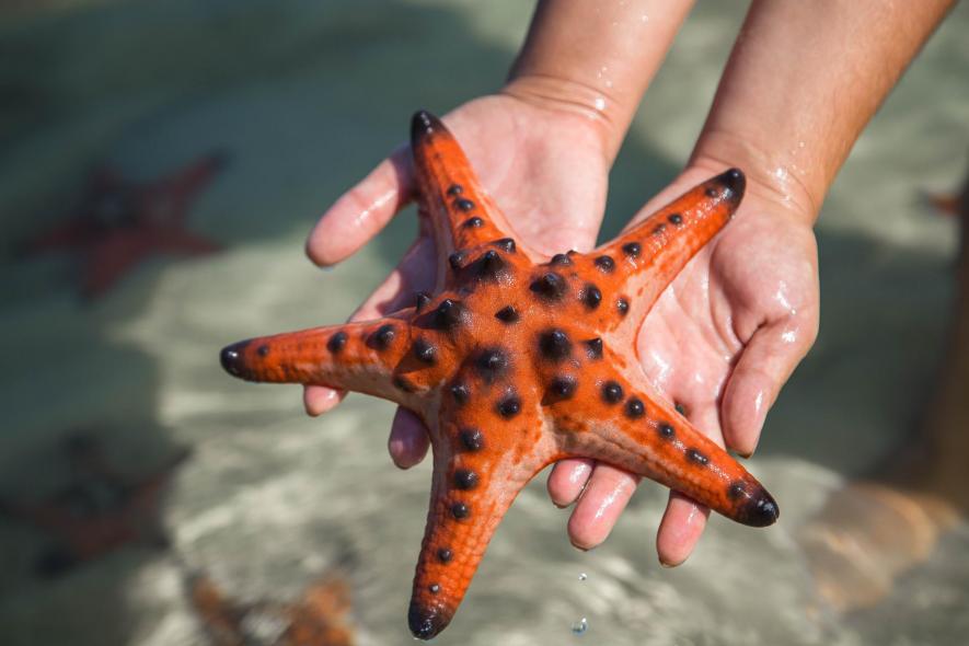 Пляж Rach Vem, starfish beach