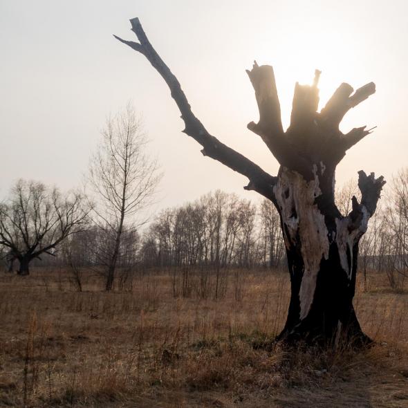 Антуражный берег Иртыша