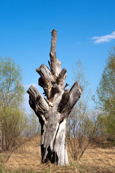 Антуражный берег Иртыша