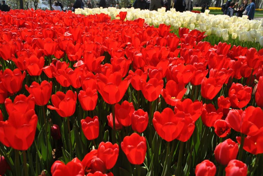 Эмирган Парк