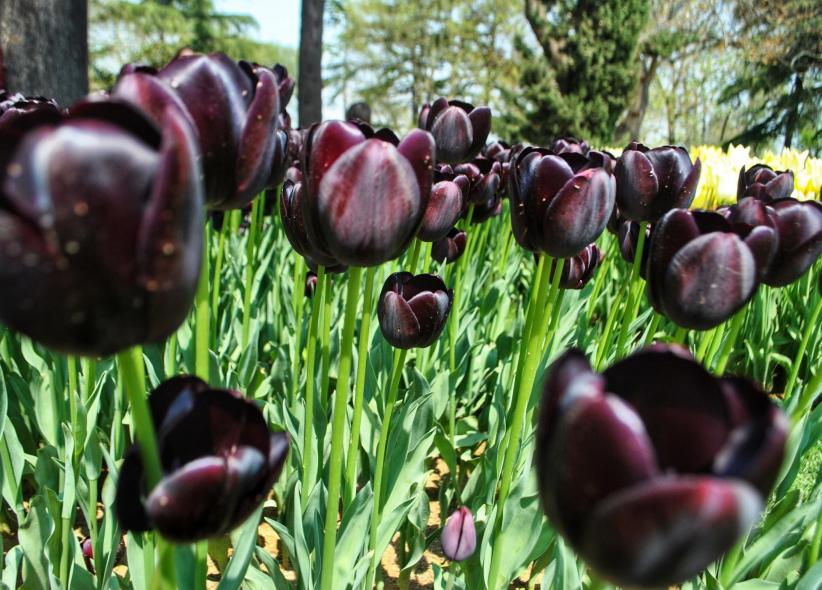 Эмирган Парк