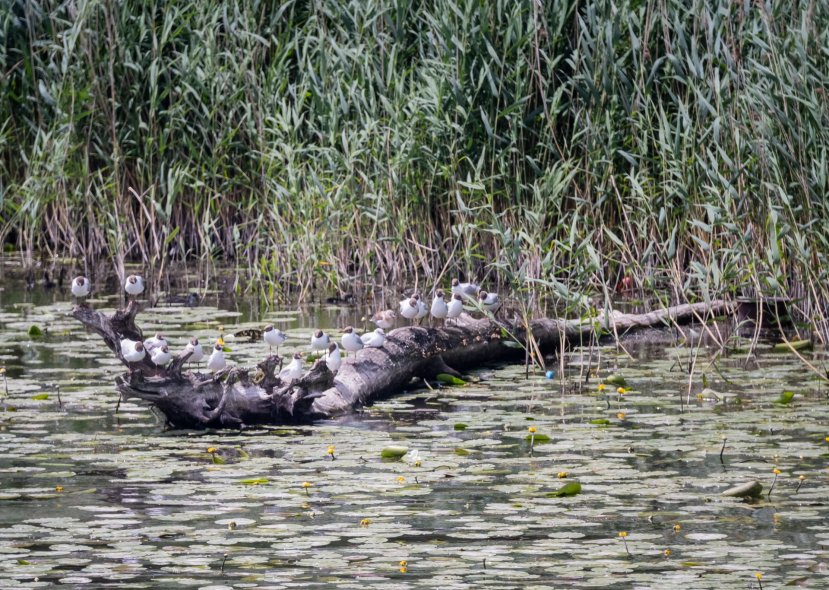 Пешеходный мост через реку Свиягу