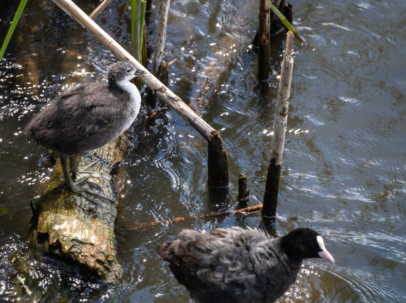 Пешеходный мост через реку Свиягу