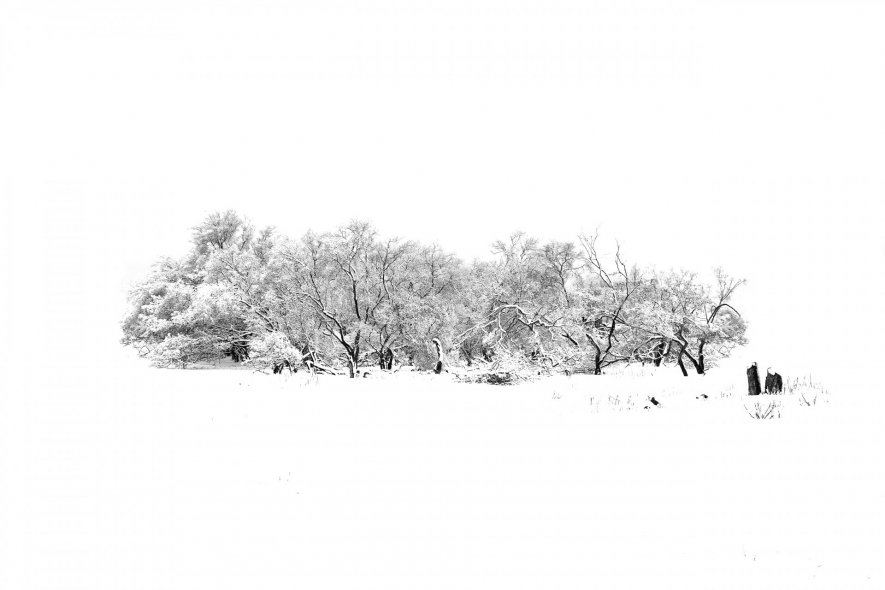 Волшебный лес