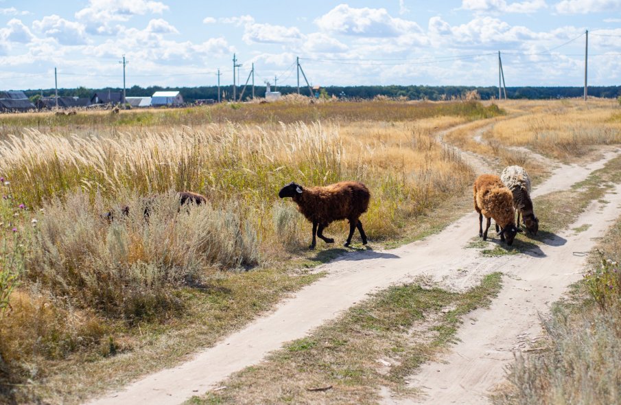 Волшебный лес