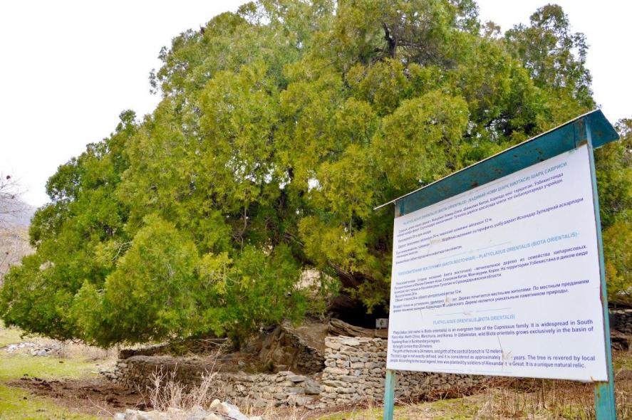 Священное дерево в селе Меджрум