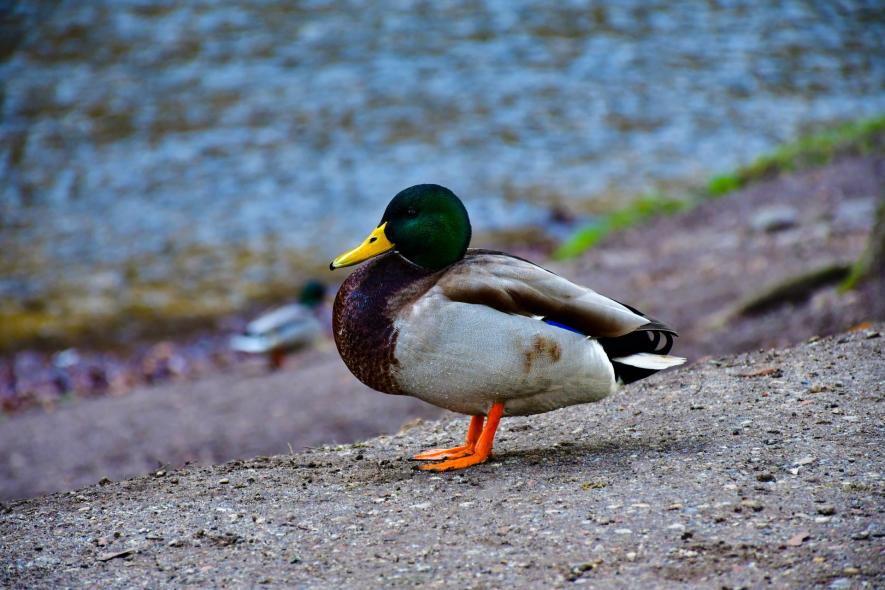 Бернардинский сад