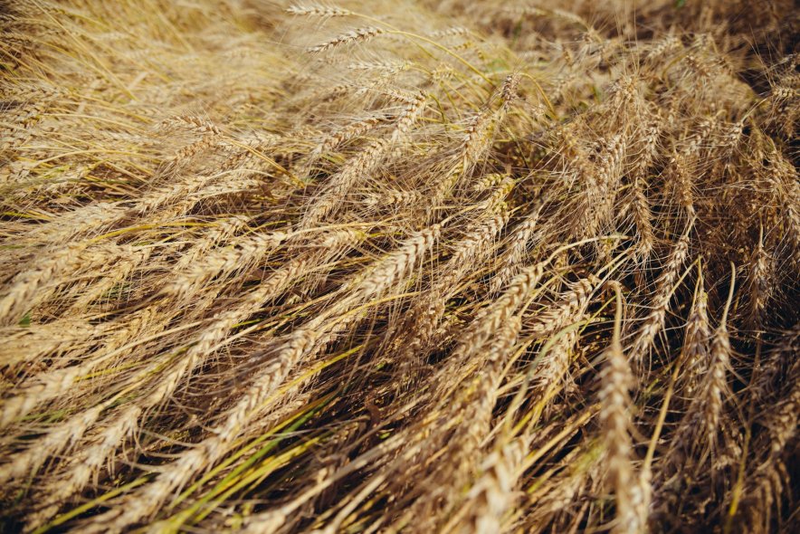 Пшеничные поля в Ярославле