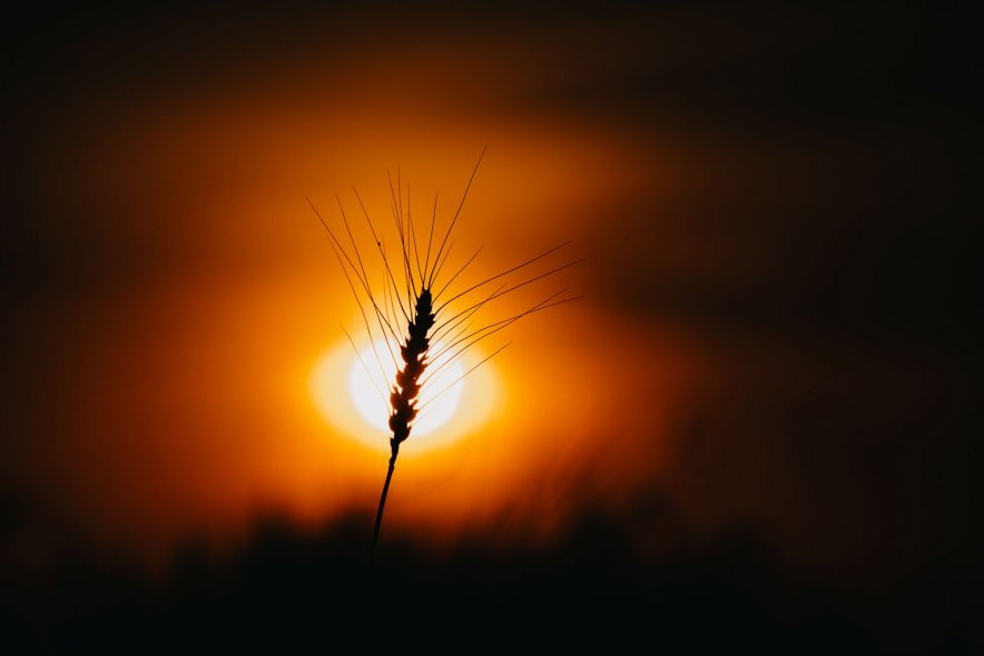 Пшеничные поля в Ярославле