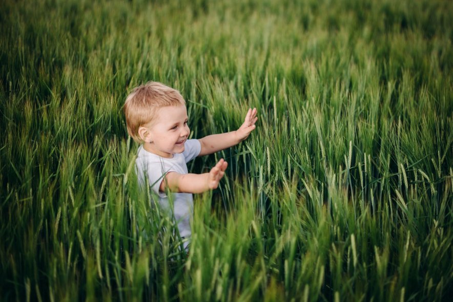 Пшеничные поля в Ярославле