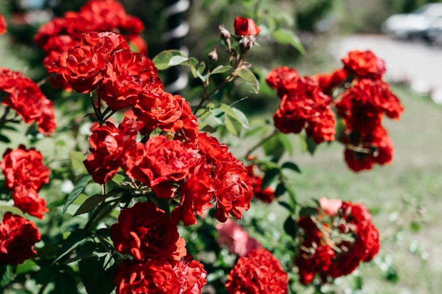 Отель «SMOLINOPARK» 