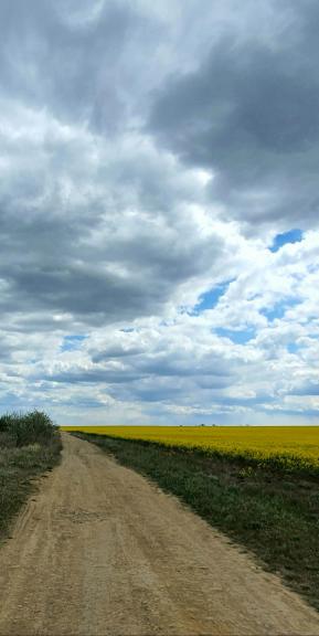 Дорога между лиманом и полем