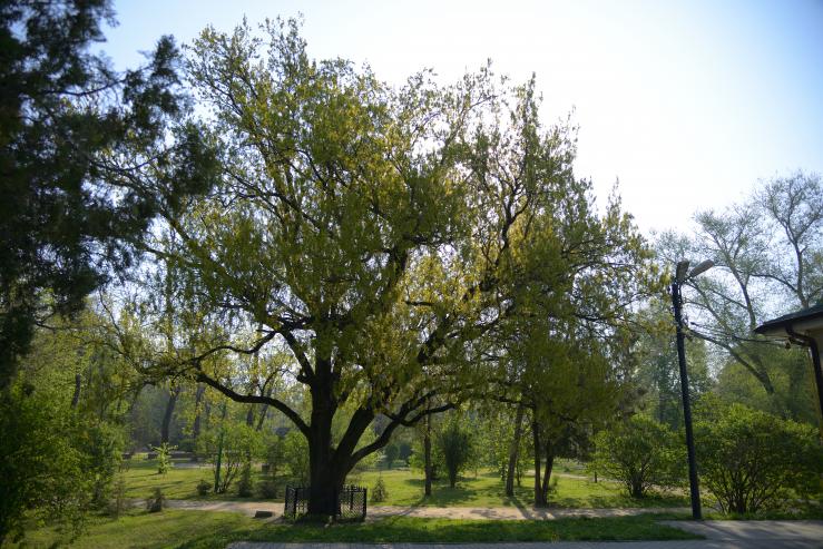 Парк им. Горького 