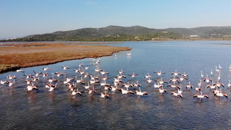 Bargilya, Boğazıcı