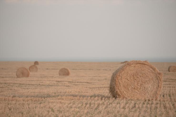 Ростовская область 