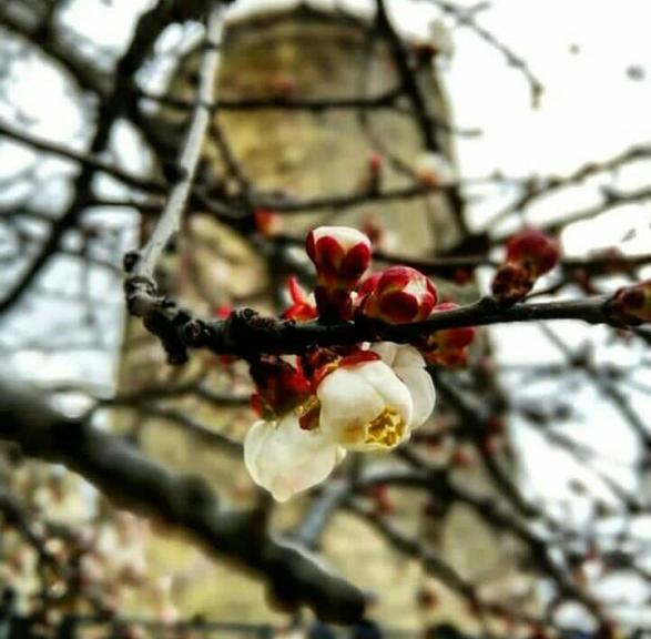 Девечья башня 