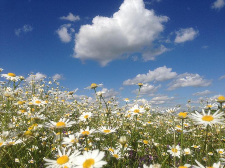 Ромашковые поля