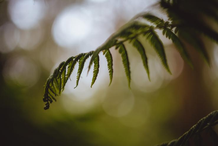 Национальный парк Данденонг Рейнджес (Dandenong Ranges National Park)