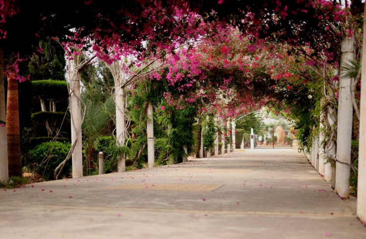 Галерея цветочных арок