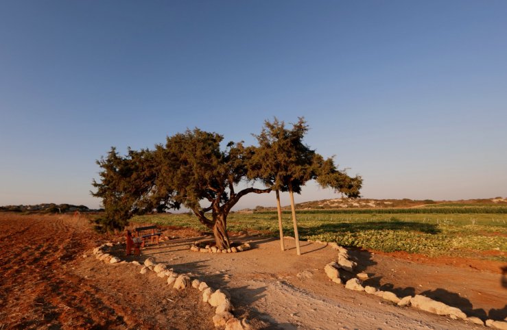 Famous tree in Cyprus