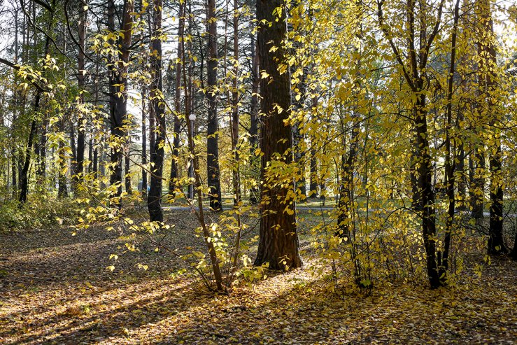 Гилевский Парк 