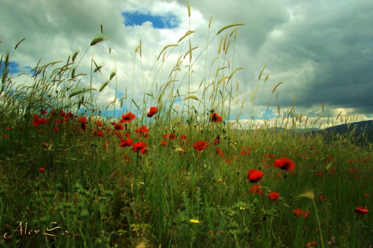 Маки в горах