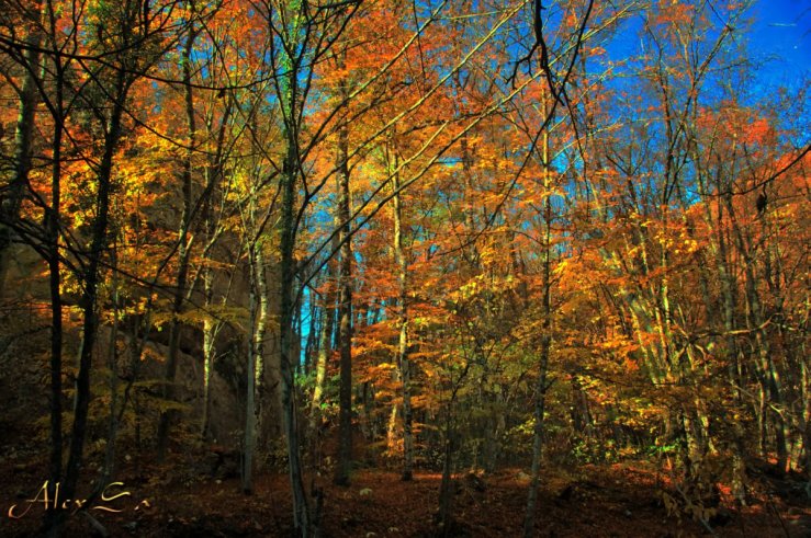 Осенний лес