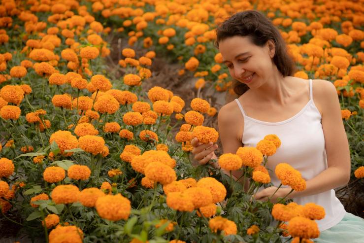 Marigold Fields - Поля с бархотками