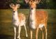 Phoenix Park