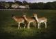 Phoenix Park