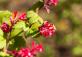 Ботанический сад Латвийского университета Botanisches Garten des Universitaets