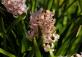 Ботанический сад Латвийского университета Botanisches Garten des Universitaets