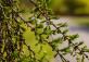 Ботанический сад Латвийского университета Botanisches Garten des Universitaets