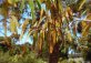 Королевские ботанические сады Кранбурна (Royal Botanic Gardens Cranbourne)