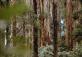 Национальный парк Данденонг Рейнджес (Dandenong Ranges National Park)