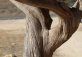 Famous tree in Cyprus