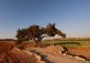 Famous tree in Cyprus