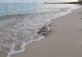 Memories Caribe Cayo Coco
